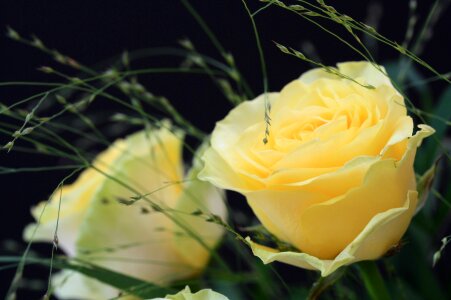 Rose blooms nature yellow rose