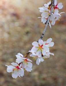 Almond tree almond flower drops photo