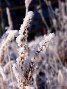 Snow wintry hoarfrost photo