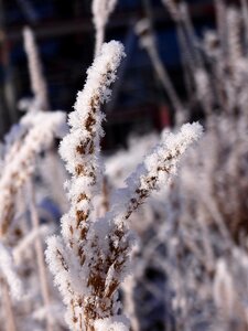 Snow wintry hoarfrost