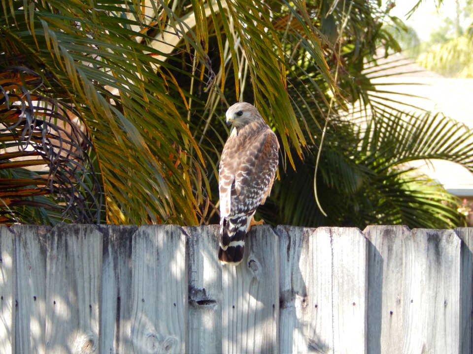 Bird prey
