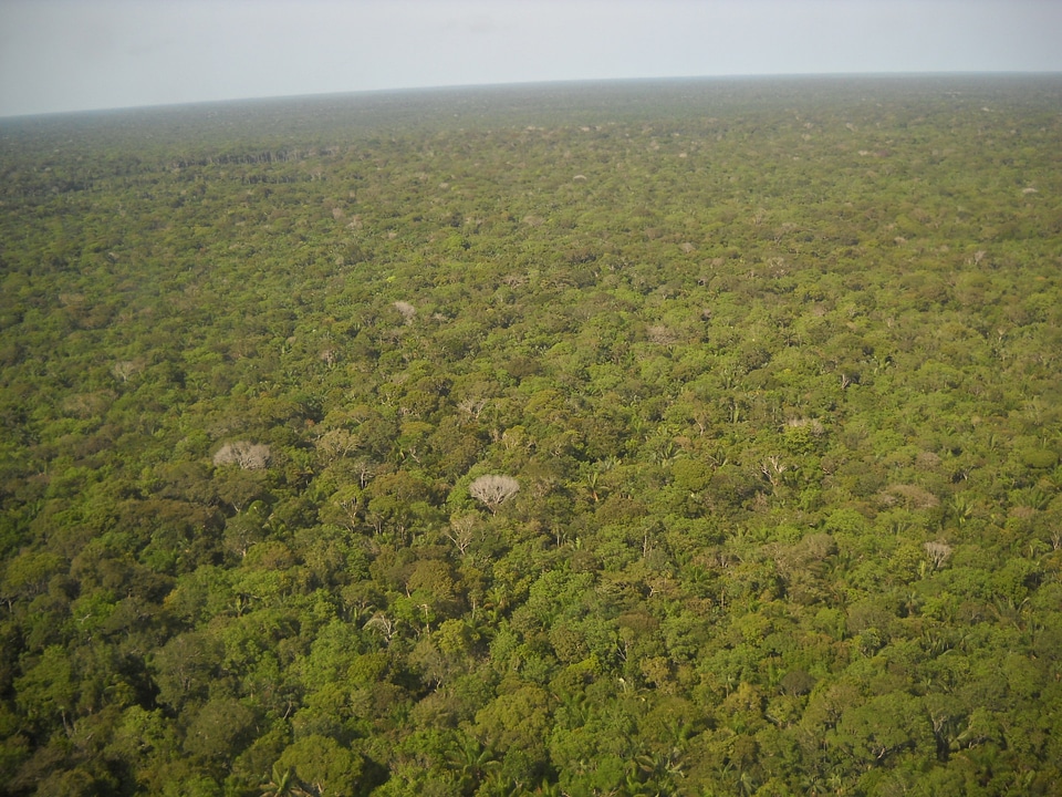 Green flora aerial view