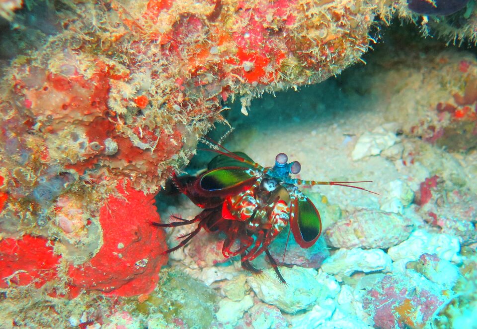 Prawn crustacean marine