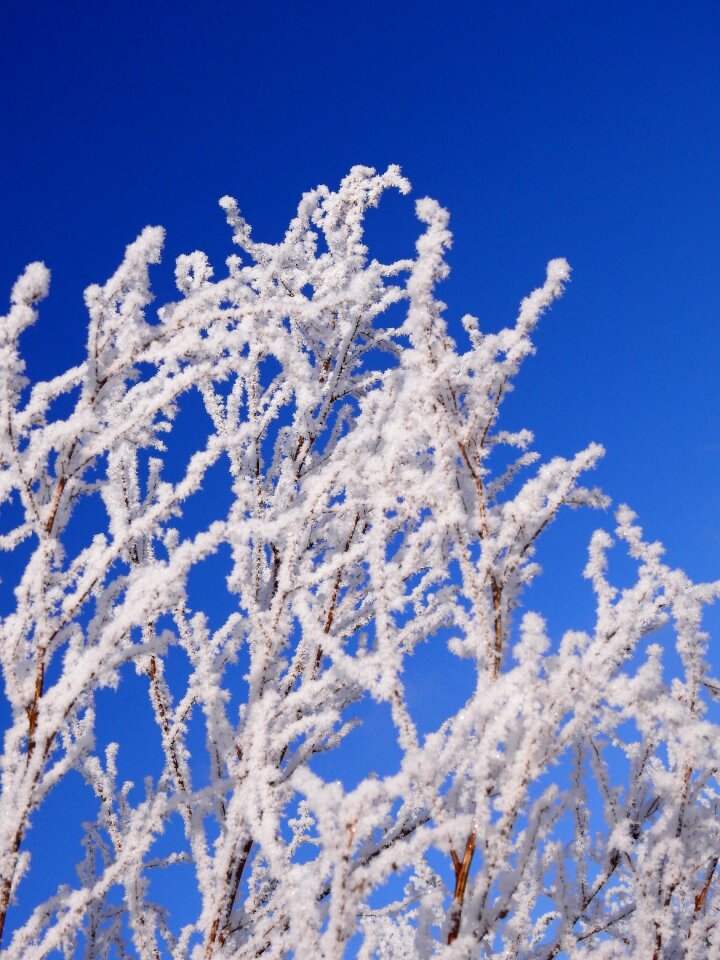 Snow wintry hoarfrost