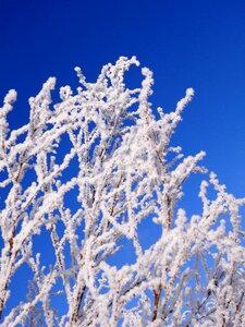 Snow wintry hoarfrost photo