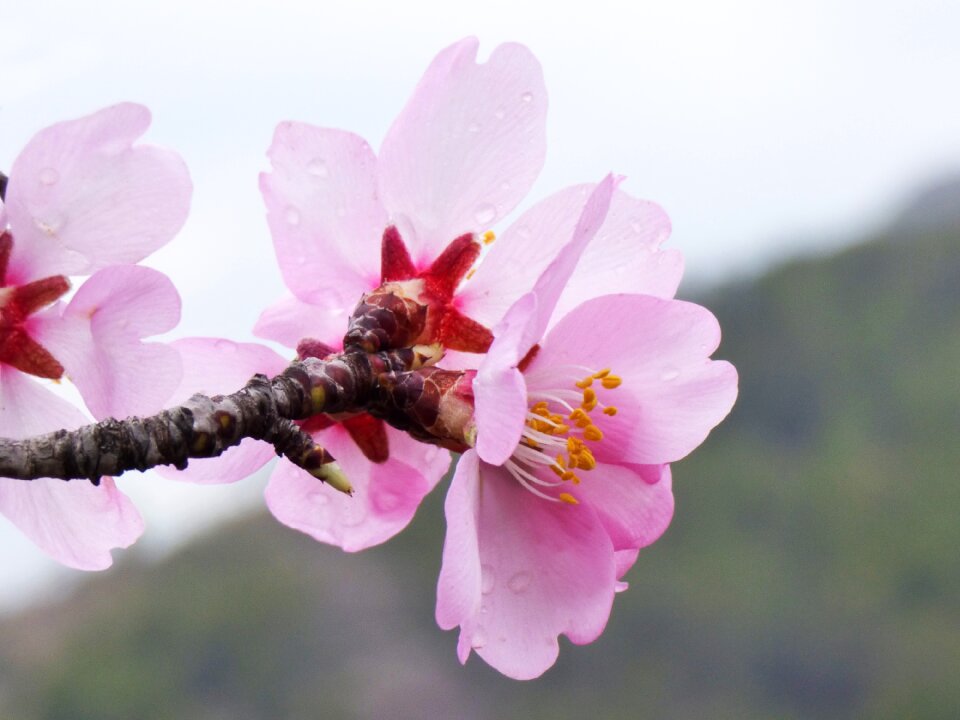Flowery branch february drops