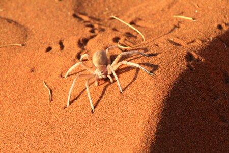 Desert sand risk