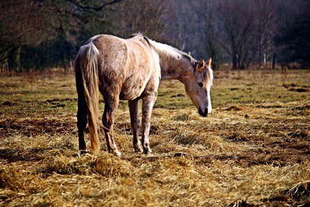Thoroughbred arabian coupling mare
