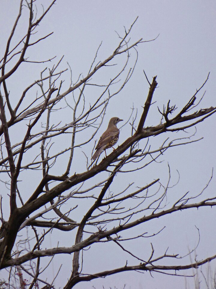 Dry tree winter turdus philomelos
