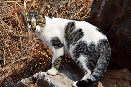Grey animal domestic cat