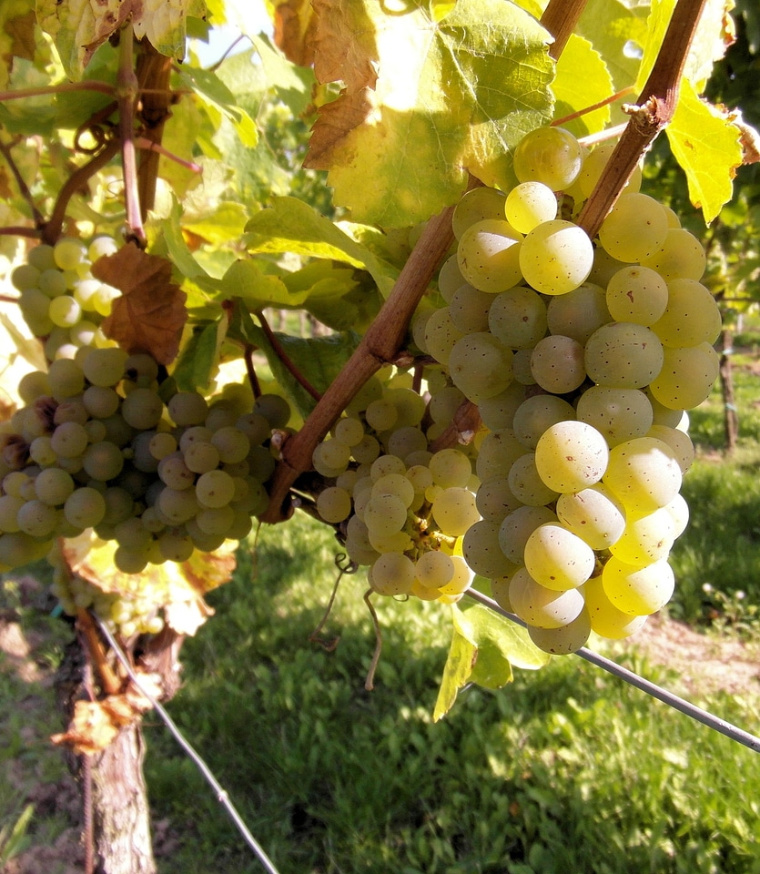 Wine wine harvest new wine