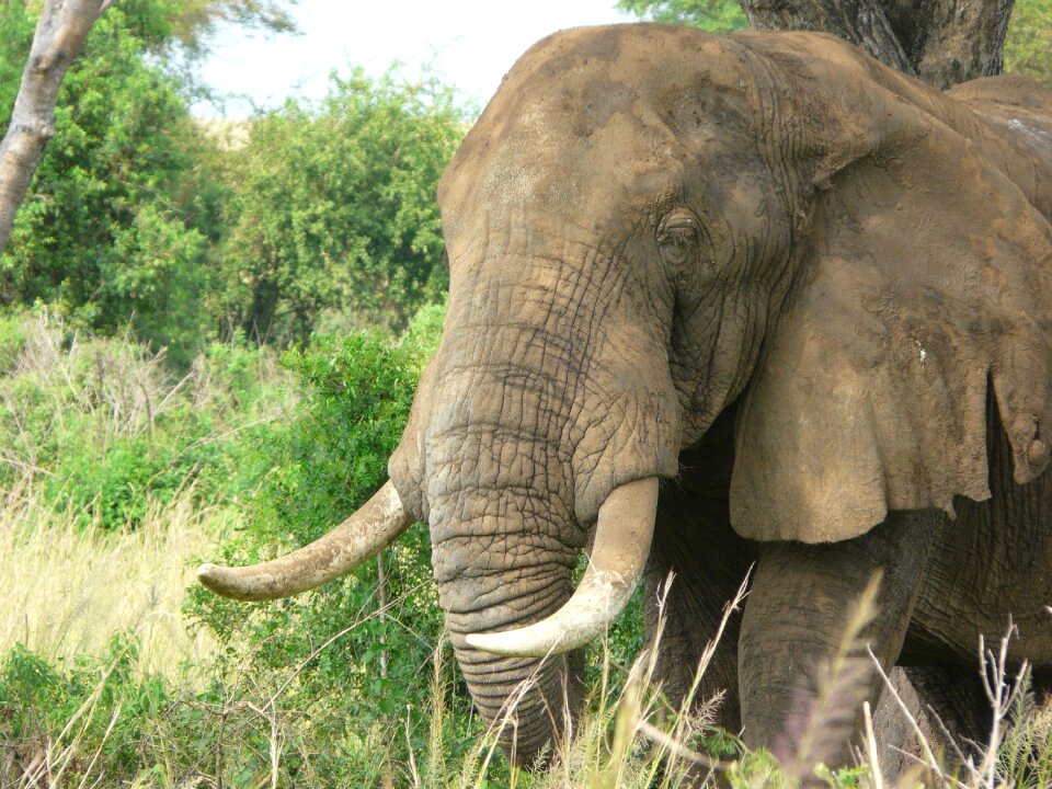 Safari wildlife endangered