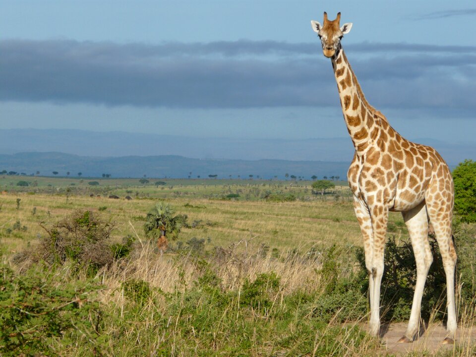 Wildlife savannah murchison