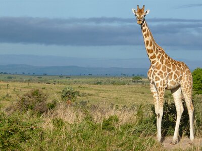 Wildlife savannah murchison