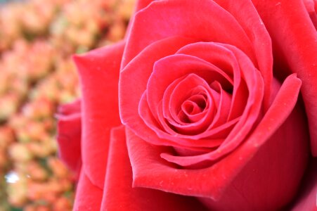 Macro red rose rose