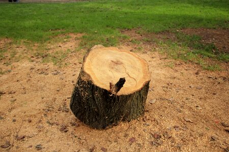 Wood tree cut