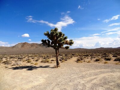 Desert landscape