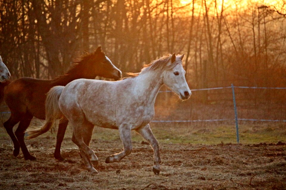 Flock thoroughbred arabian pasture