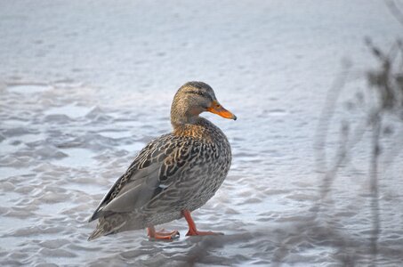 Female water bird anas platyrhynchos