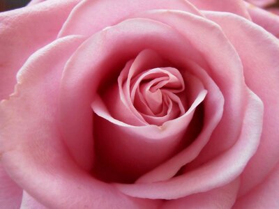 Romantic valentine flower photo
