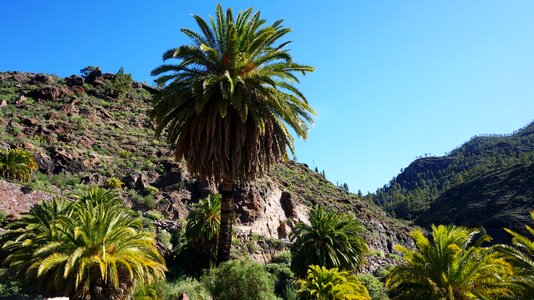 Plants view palms blue sky photo