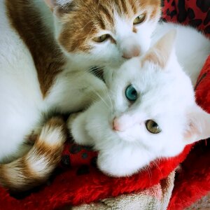 Iso-pupil cat animal