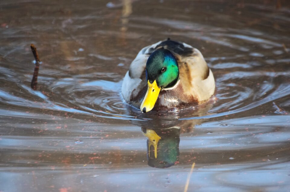 Male anas platyrhynchos water bird