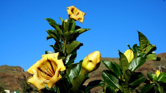 Canary islands blue sky yellow flowers