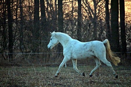 Thoroughbred arabian pasture evening light