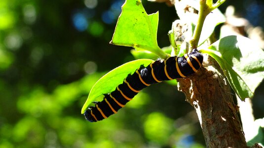 Metamorphosis challenge nature