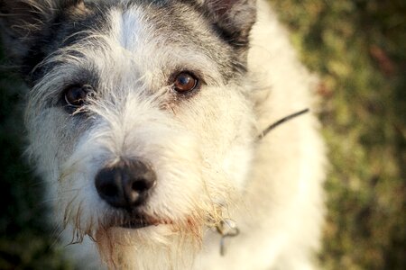 Cute fluffy pet photo