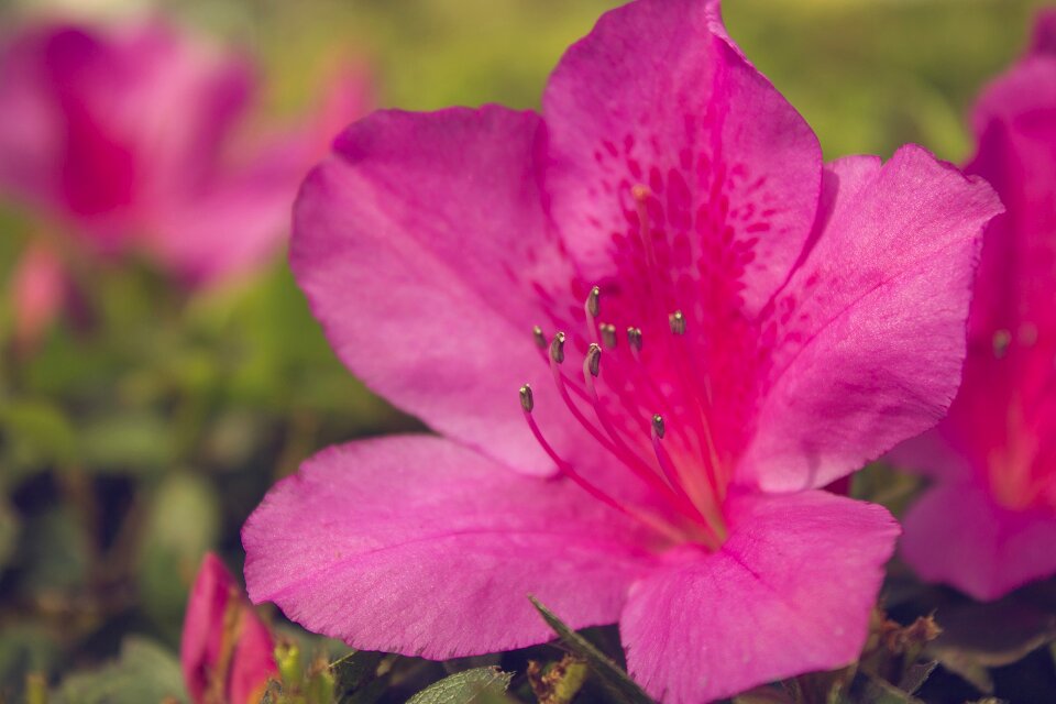 Natural garden