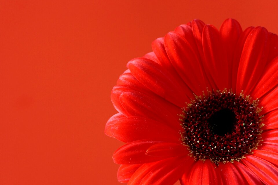 Nature red macro