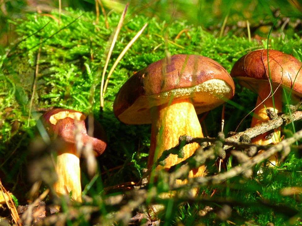 Forest light sun