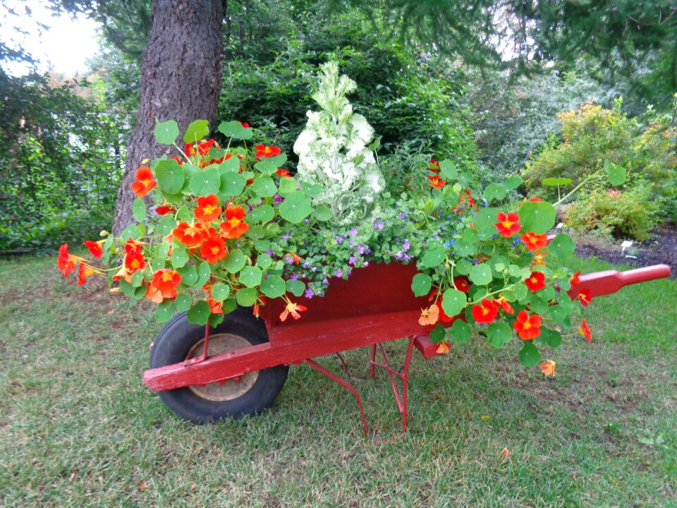 Iceland wheelbarrows flowers