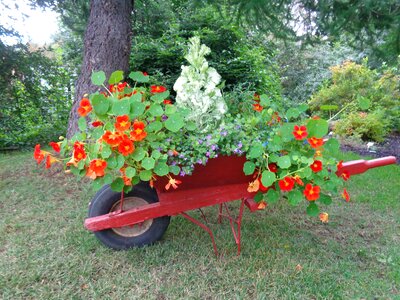 Iceland wheelbarrows flowers