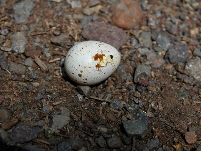 White nature reptile
