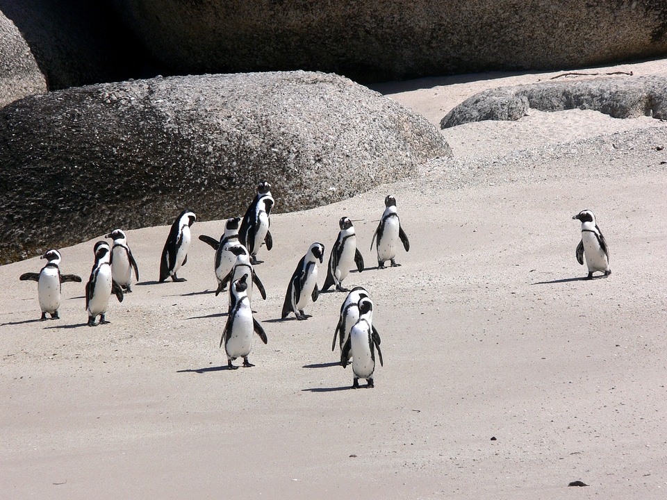 Sand wildlife south africa