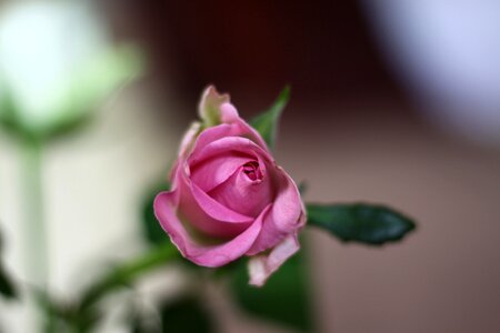 Roses flowers pink flowers