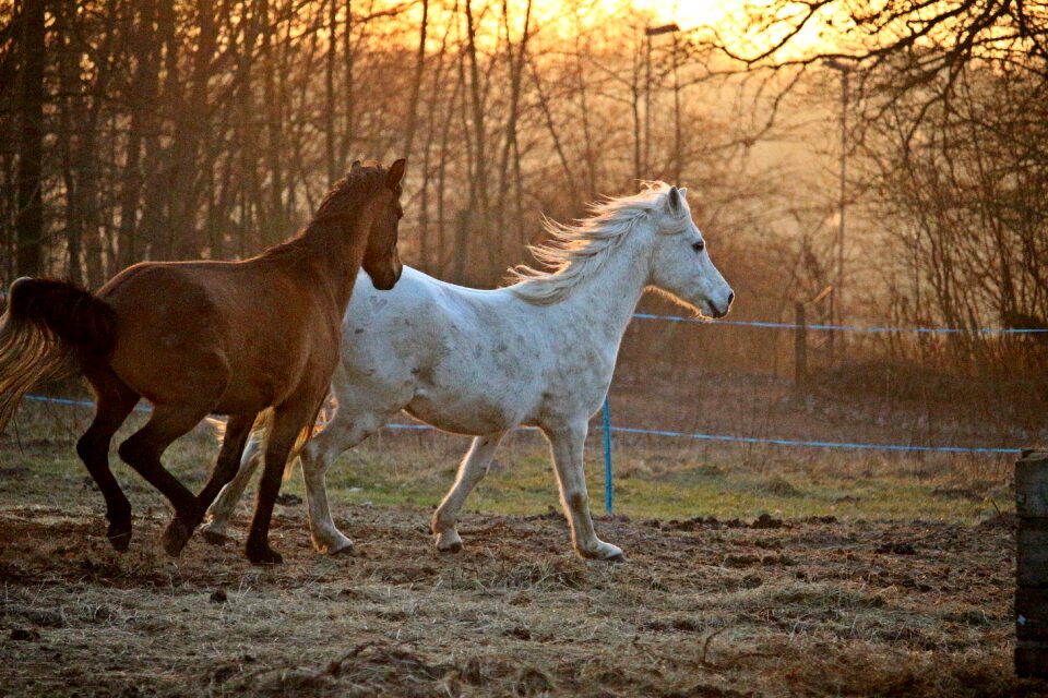 Thoroughbred arabian pasture afterglow