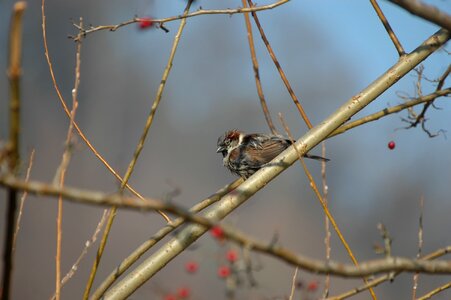 House sparrow songbird bird photo