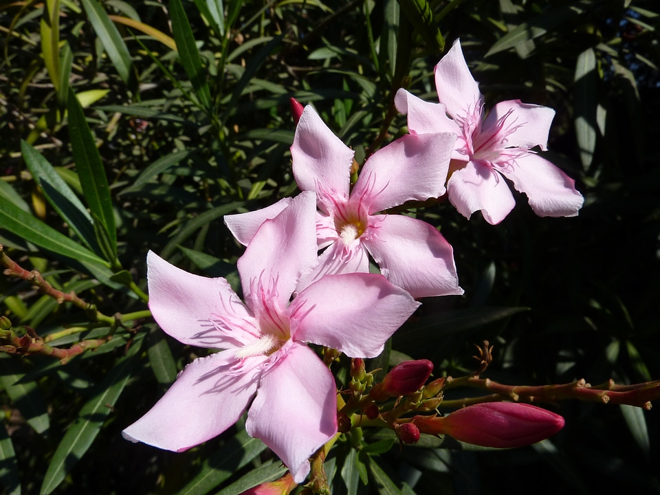 Blossom bloom p