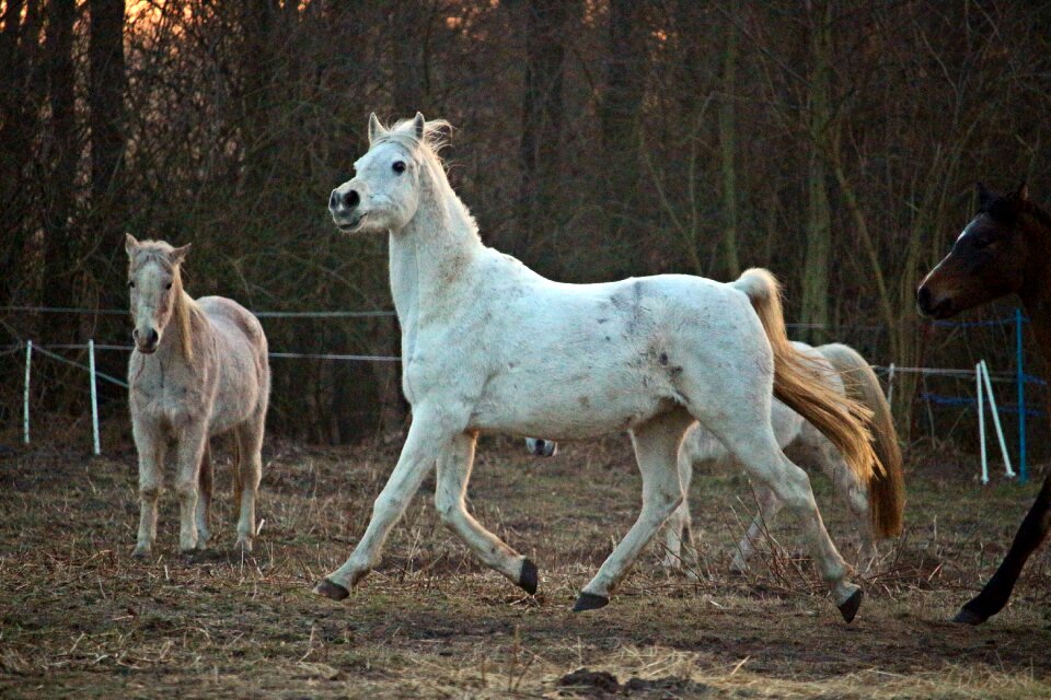 Flock thoroughbred arabian pasture