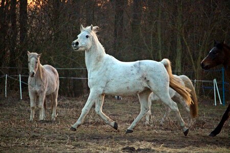 Flock thoroughbred arabian pasture