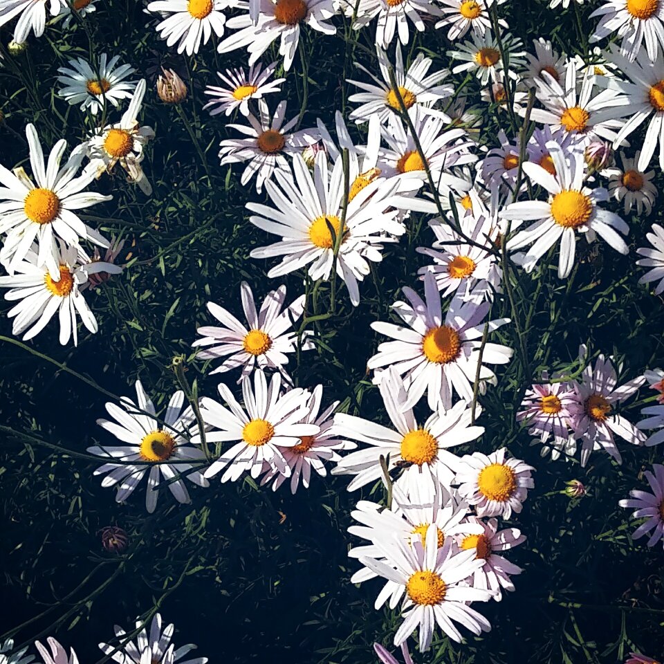 Flowers daisy flower garden
