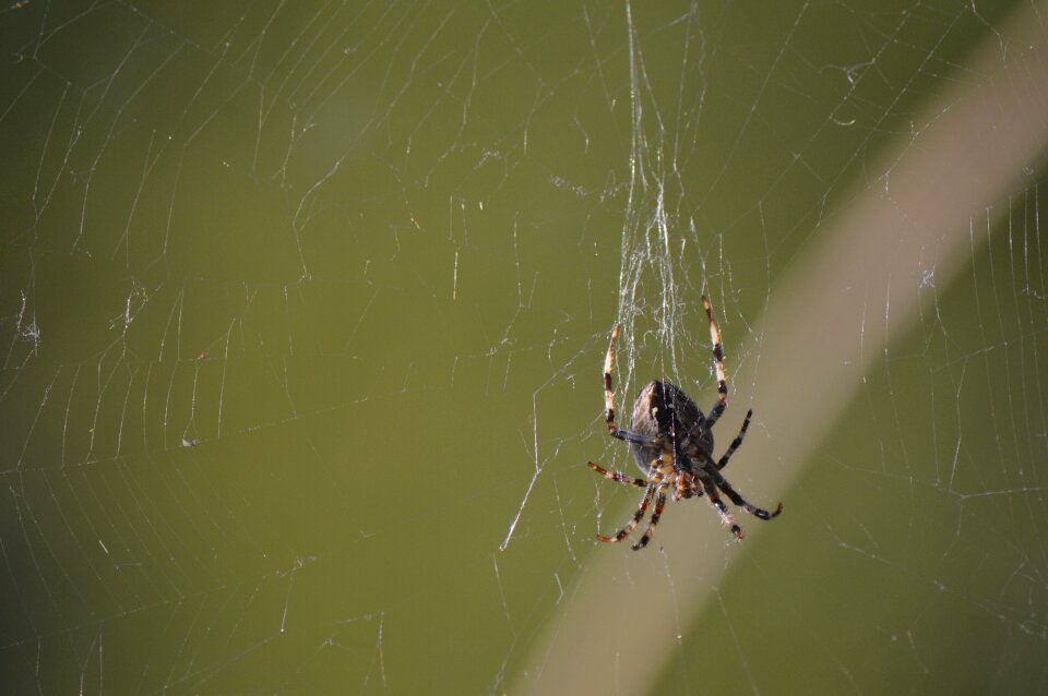 Nature arachnid web