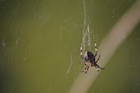 Nature arachnid web