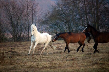 Gallop thoroughbred arabian pasture photo