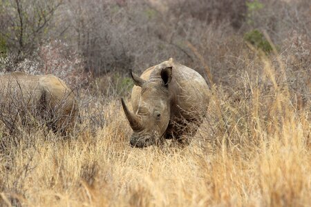 Rhino national park wilderness photo