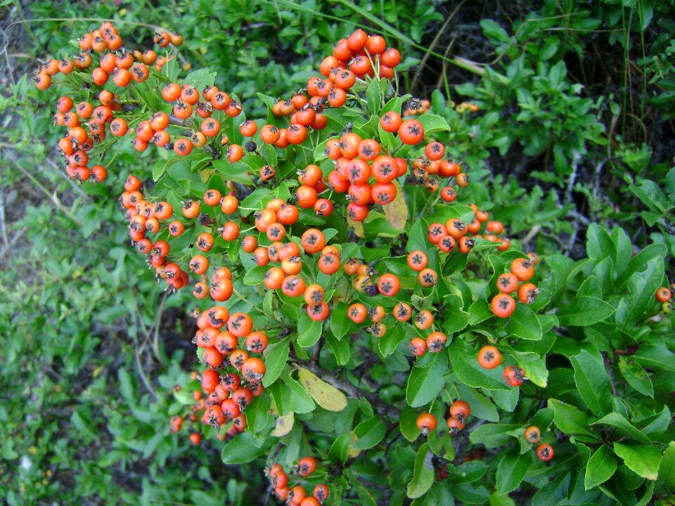 Wild fruits spring nature